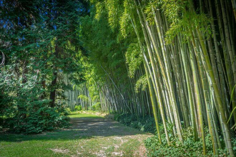 Chemin au coeur de la bambouseraie