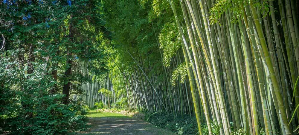 Chemin entouré de bambous dans la bambouseraie