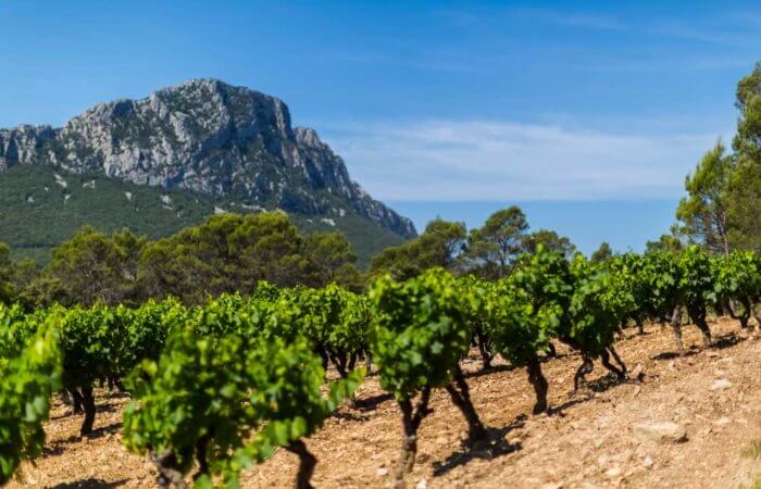 Vignes au pied du Pic Saint Loup